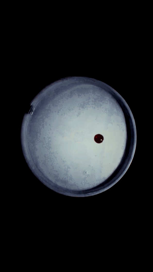 3942420980893384049-3_featured.gif