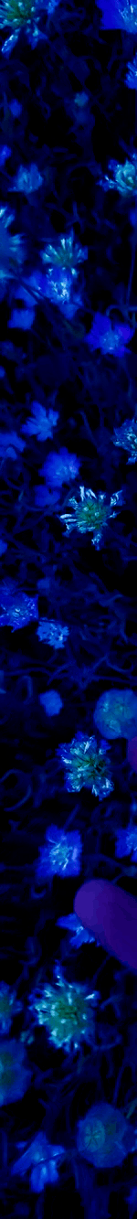 3963645490194781776-3_part_02.gif