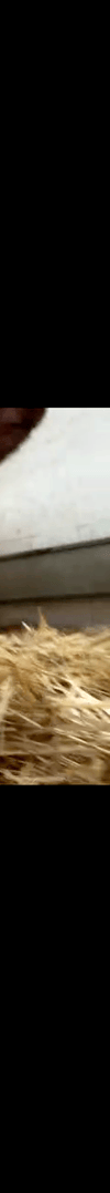4006389669253326827-3_part_02.gif
