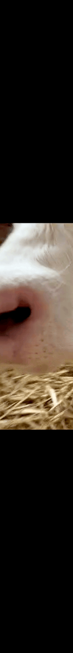 4006389669253326827-3_part_02.gif