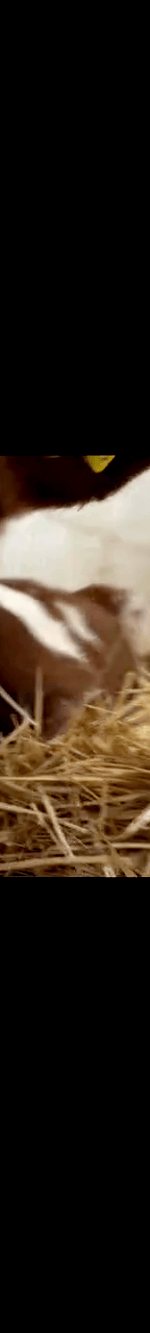 4006389669253326827-3_part_04.gif