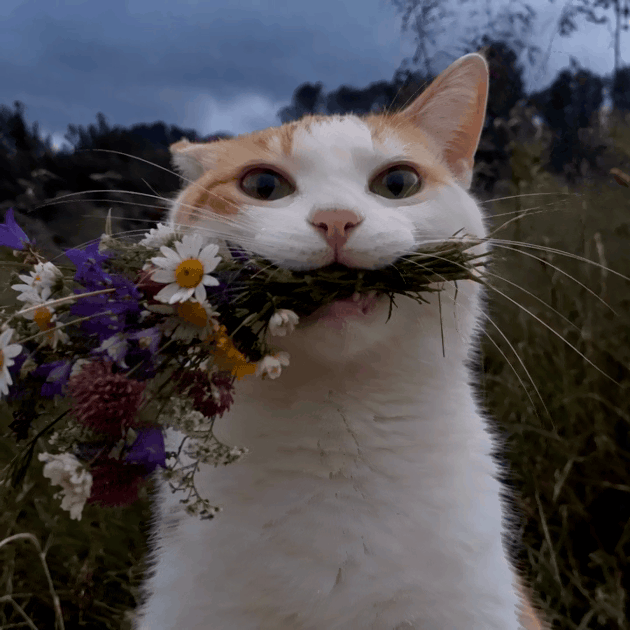 4008442642046218180-3_featured.gif