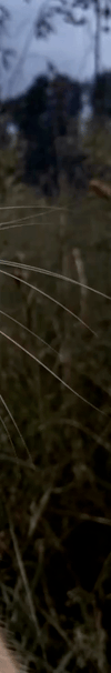 4008442642046218180-3_part_02.gif