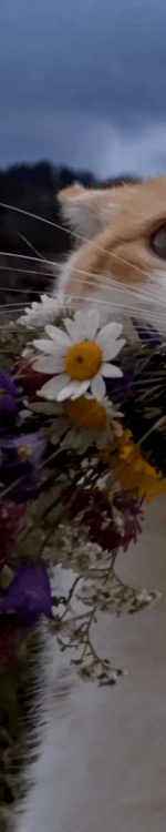 4008442642046218180-3_part_02.gif