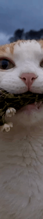 4008442642046218180-3_part_03.gif