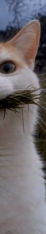 4008442642046218180-3_part_04.gif